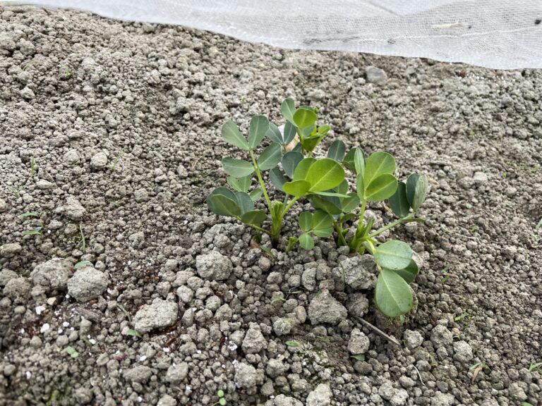 落花生の芽が出た