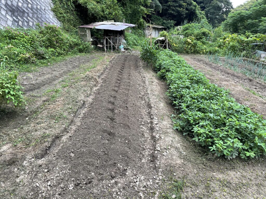 キャベツの定植準備