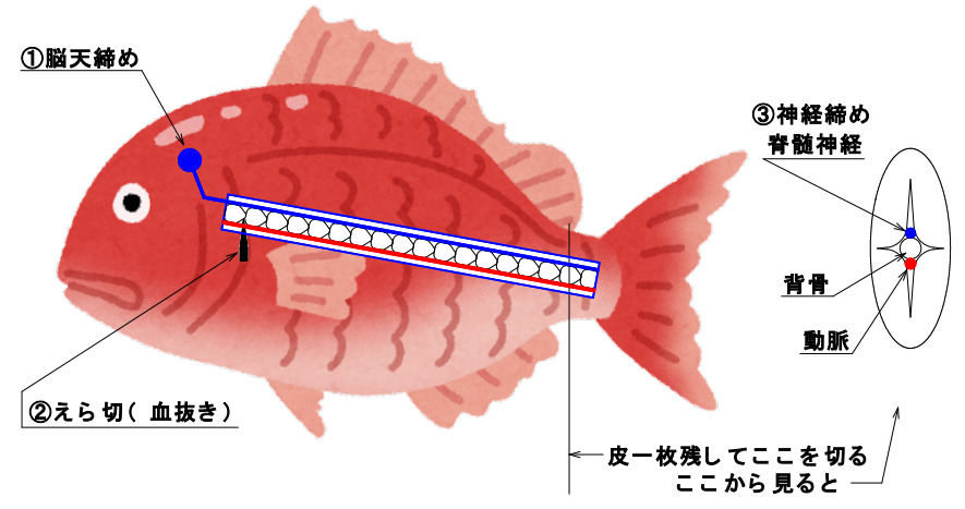 活魚の締め方